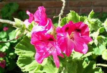 Foto 1 de la galería de Cabañas Los Malvones en Villa Gesell