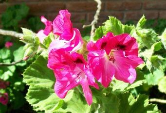 Foto 1 de la galería de Cabañas Los Malvones en Villa Gesell