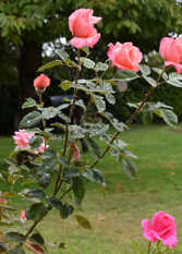 Foto 3 de la galería de Montalto en Dina Huapi