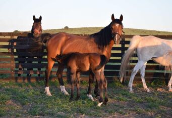 Foto 1 de la galería de Haras Maguill en Tornquist