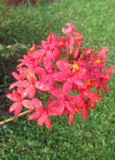 Foto 3 de la galería de Ñaú Tatá en Obera