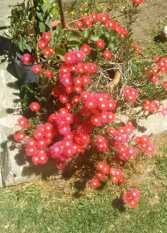 Foto 3 de la galería de Chalet Iberia en La Falda