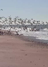 Foto 2 de la galería de Casa Mytilus. Frente de mar departamentos en Las Grutas