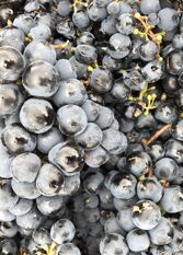 Foto 3 de la galería de Estancia Chimpa en Cafayate