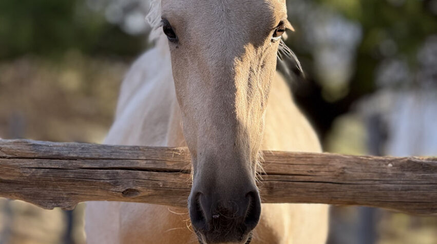 Foto principal de Estancia Chimpa en Cafayate