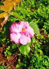 Foto 2 de la galería de Iguazú House en Puerto Iguazú