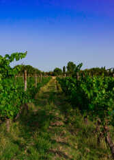 Foto 2 de la galería de Complejo Viento Andino en San Rafael