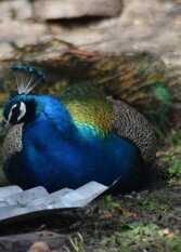 Foto 2 de la galería de Chacra La Rosadita   en Chascomus
