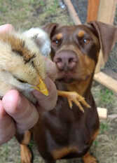 Foto 3 de la galería de La Posada del Mar en Miramar