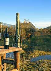 Foto 3 de la galería de Martyniuk lodges entre viñedos en San Rafael