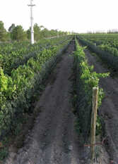 Foto 3 de la galería de Casa Finca Viñas de Luján en Lujan De Cuyo