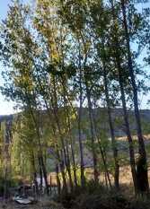 Foto 2 de la galería de Cabaña Puesto Kuyen en Las Vegas