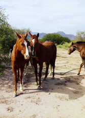 Foto 2 de la galería de Munay Eco Hostal de Campo en Copacabana