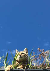 Foto 3 de la galería de Cabañas Hacia el Sur en El Hoyo