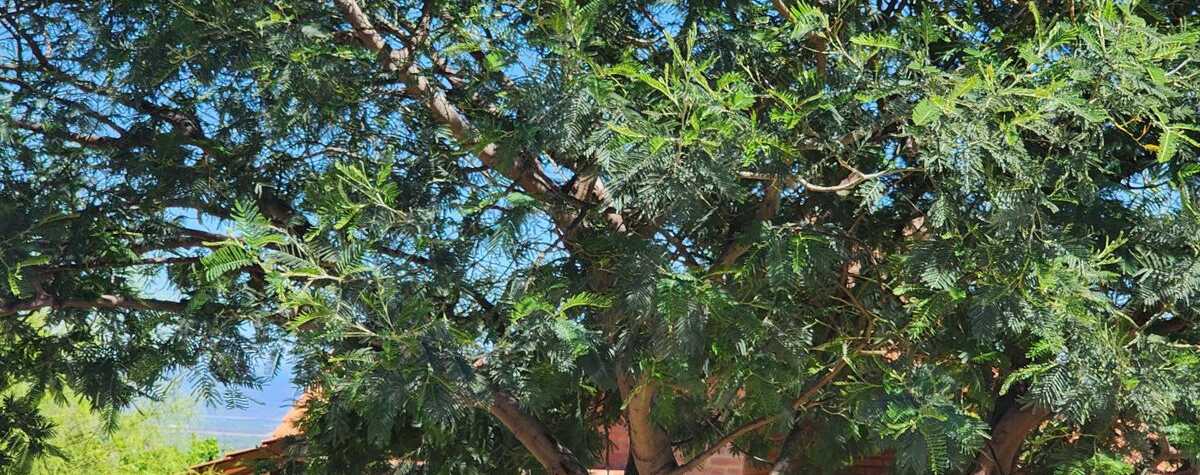 Foto principal de Cabañas Balcones en Carpintería