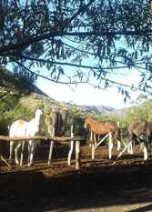 Foto 2 de la galería de Posta Nehuen Complejo de Cabañas en Potrerillos