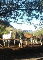Foto 2 de la galería de Posta Nehuen Complejo de Cabañas en Potrerillos