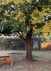 Foto 2 de la galería de CASA -Roble de la Estancia en Alta Gracia