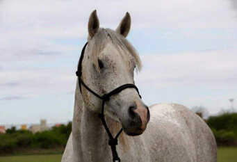 Foto 1 de la galería de Casa de Campo Estancia Dos Rios en Caminiaga