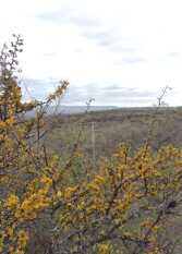 Foto 3 de la galería de Terrazas del Calden en Alpa Corral