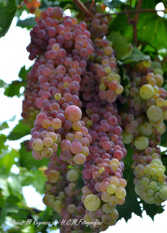 Foto 3 de la galería de Cabañas El Regreso en San Rafael