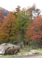 Foto 2 de la galería de La Casa de la Abuela en El Bolsón