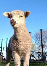 Foto 2 de la galería de Estancia El Cañadon en Azul