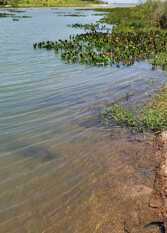 Foto 2 de la galería de Casa Quinta en Ituzaingo