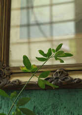 Foto 2 de la galería de Posada Paloma Suite & Guest House en La Granja